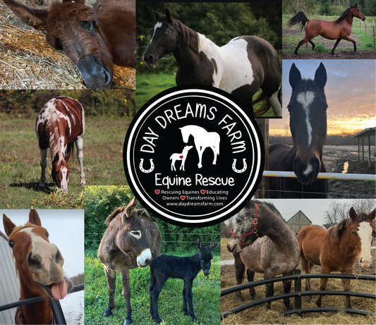 Day Dreams Farm Horses Tumbler